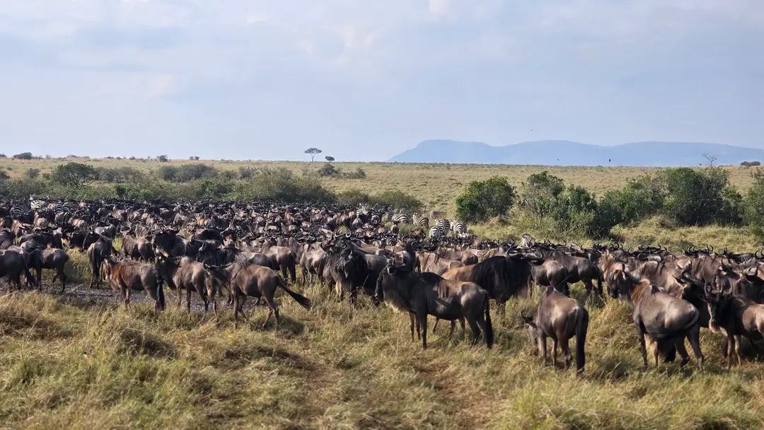 Great Migration safari package