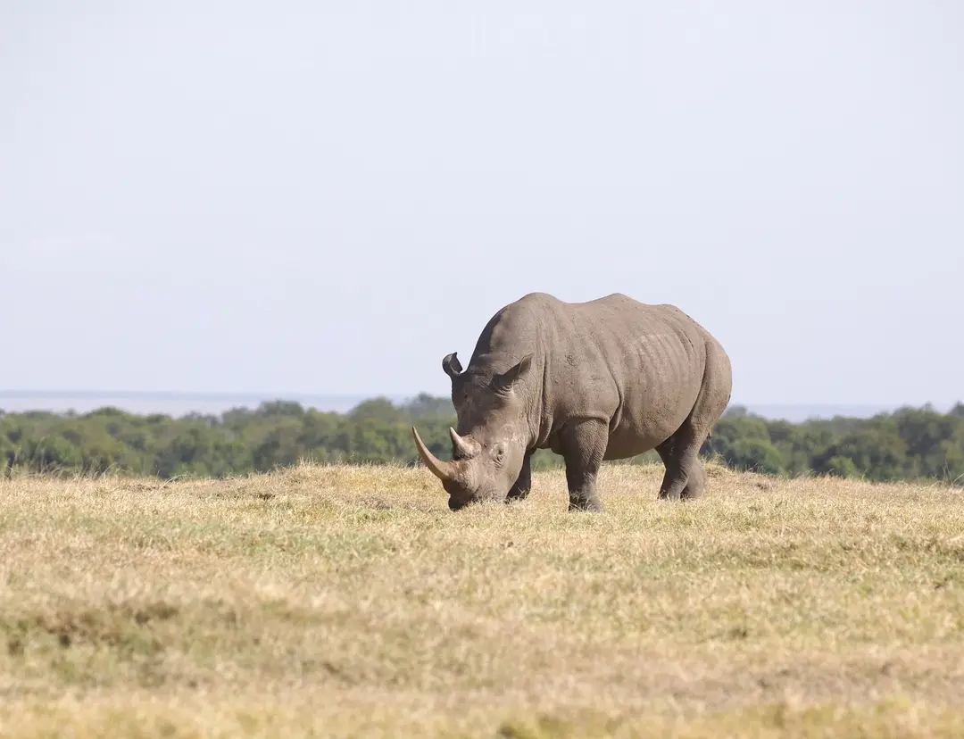 Classic Maasai Mara safari package